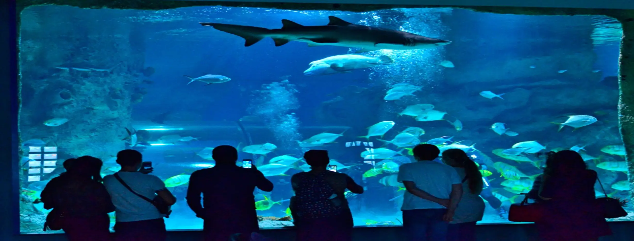 Image for Guernsey Aquarium